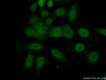 MORF4L2 Antibody in Immunocytochemistry (ICC/IF)