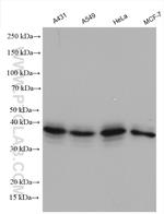 MORF4L2 Antibody in Western Blot (WB)