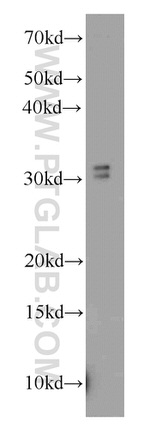 MORF4L2 Antibody in Western Blot (WB)