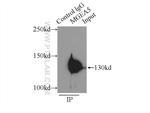 MGEA5 Antibody in Immunoprecipitation (IP)