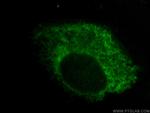 ERp72 Antibody in Immunocytochemistry (ICC/IF)