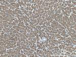 ERp72 Antibody in Immunohistochemistry (Paraffin) (IHC (P))