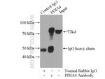 ERp72 Antibody in Immunoprecipitation (IP)