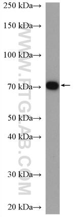 ERp72 Antibody in Western Blot (WB)