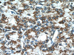 ERp72 Antibody in Immunohistochemistry (Paraffin) (IHC (P))