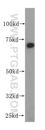 ERp72 Antibody in Western Blot (WB)