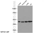 PEX19 Antibody in Western Blot (WB)