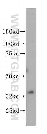 PEX19 Antibody in Western Blot (WB)