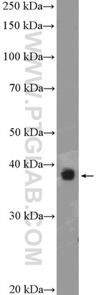 PEX19 Antibody in Western Blot (WB)