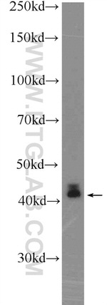 KLF6 Antibody in Western Blot (WB)