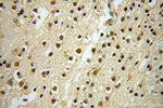 CNBP Antibody in Immunohistochemistry (Paraffin) (IHC (P))