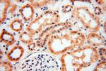 CNBP Antibody in Immunohistochemistry (Paraffin) (IHC (P))