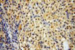 CNBP Antibody in Immunohistochemistry (Paraffin) (IHC (P))