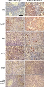 IL-17A Antibody in Immunohistochemistry (Frozen) (IHC (F))