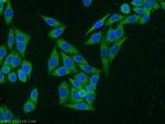 PGD Antibody in Immunocytochemistry (ICC/IF)