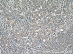 PGD Antibody in Immunohistochemistry (Paraffin) (IHC (P))