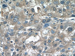 PGD Antibody in Immunohistochemistry (Paraffin) (IHC (P))