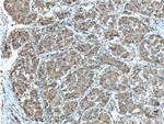 PGD Antibody in Immunohistochemistry (Paraffin) (IHC (P))