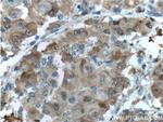 PGD Antibody in Immunohistochemistry (Paraffin) (IHC (P))