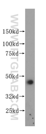 PGD Antibody in Western Blot (WB)