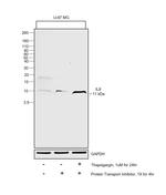 IL-8 (1-77) (CXCL8) Antibody in Western Blot (WB)