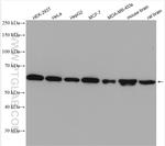 PHGDH Antibody in Western Blot (WB)