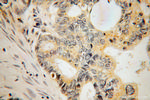 DAPP1 Antibody in Immunohistochemistry (Paraffin) (IHC (P))