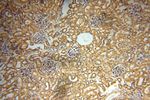 SPAG5 Antibody in Immunohistochemistry (Paraffin) (IHC (P))