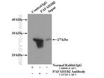PAFAH1B2 Antibody in Immunoprecipitation (IP)