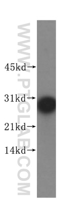 PAFAH1B2 Antibody in Western Blot (WB)