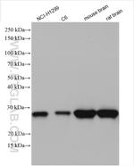 UCHL1/PGP9.5 Antibody in Western Blot (WB)