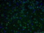 UCHL1/PGP9.5 Antibody in Immunohistochemistry (PFA fixed) (IHC (PFA))