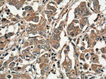 DNM3 Antibody in Immunohistochemistry (Paraffin) (IHC (P))