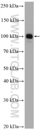 DNM3 Antibody in Western Blot (WB)