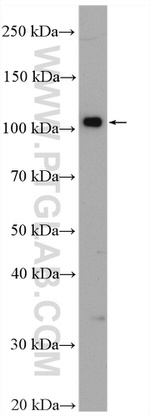 DNM3 Antibody in Western Blot (WB)