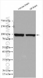 DNM3 Antibody in Western Blot (WB)