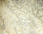 DNM3 Antibody in Immunohistochemistry (Paraffin) (IHC (P))