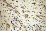 DNM3 Antibody in Immunohistochemistry (Paraffin) (IHC (P))