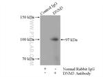 DNM3 Antibody in Immunoprecipitation (IP)