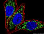 UQCRC2 Antibody in Immunocytochemistry (ICC/IF)