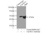 UQCRC2 Antibody in Immunoprecipitation (IP)