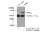 CORO1C Antibody in Immunoprecipitation (IP)