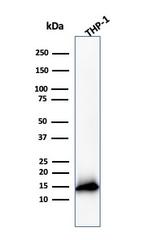 Cystatin A Antibody in Western Blot (WB)