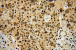 OSBPL2 Antibody in Immunohistochemistry (Paraffin) (IHC (P))