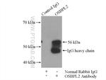 OSBPL2 Antibody in Immunoprecipitation (IP)