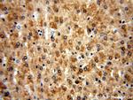 COMT Antibody in Immunohistochemistry (Paraffin) (IHC (P))