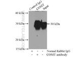 COMT Antibody in Immunoprecipitation (IP)