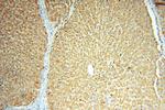 ACAT2 Antibody in Immunohistochemistry (Paraffin) (IHC (P))