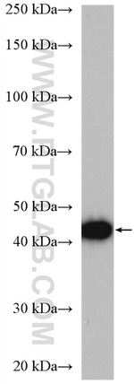 ACAT2 Antibody in Western Blot (WB)