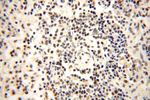 WRAP53 Antibody in Immunohistochemistry (Paraffin) (IHC (P))